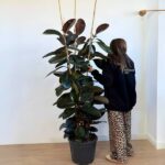 Üç Koklu Ficus Kauçuk Bitkisi 170 CM