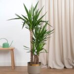 Üç Köklü 140 CM Yuka Bitkisi
