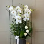 Saksıda 6 Dallı Beyaz Orkide